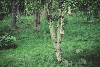 Trees on field in forest