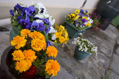 Close-up of purple flowers