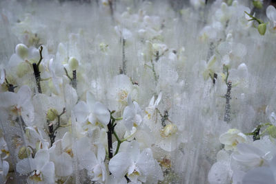 Close-up of white flowering plant