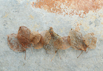 High angle view of dry leaves on concrete 