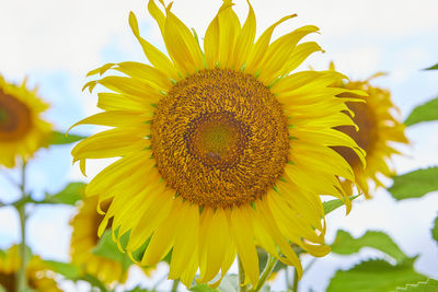 sunflower