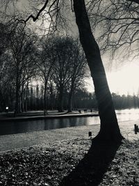 Bare trees in park against sky