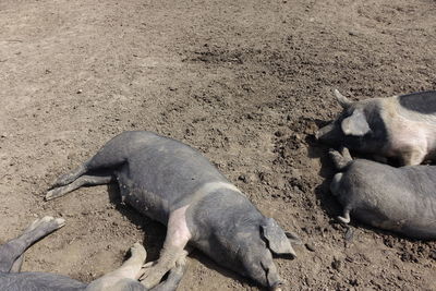 High angle view of pigs resting on field