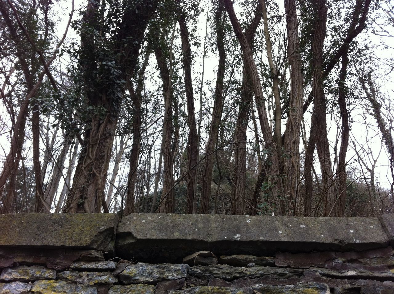 tree trunk, tree, solitude, tranquility, tranquil scene, branch, growth, nature, scenics, remote, day, countryside, non-urban scene, beauty in nature, outdoors, stone, woodland, stone material, surface level, no people