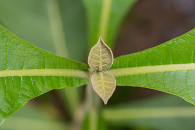 Close-up of leaf