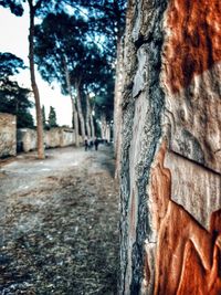 Close-up of tree trunk