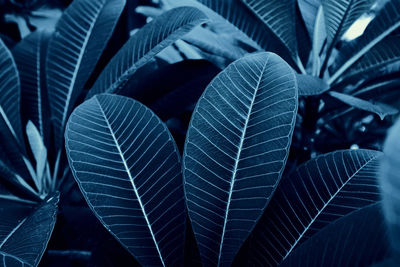 Close-up of leaves