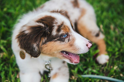 Close-up of dog looking away