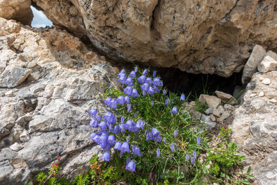 Close-up of purple flowering plants on rock