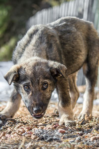 Close-up portrait of dog