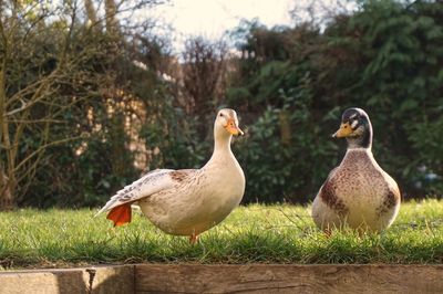 Pair of ducks 