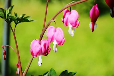 Close-up of pink flowering plant