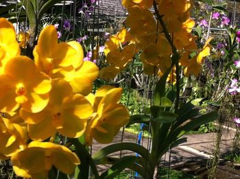 Close-up of yellow flowering plant
