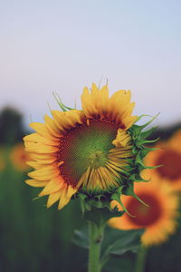 Close-up of sunflower against sky