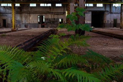 Close-up of damaged plants in abandoned building