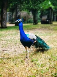 Peacock in a field