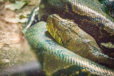 Close-up of lizard