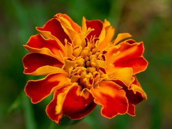 Close-up of red flowering plant