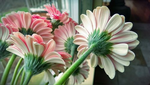 Close-up of pink flowers