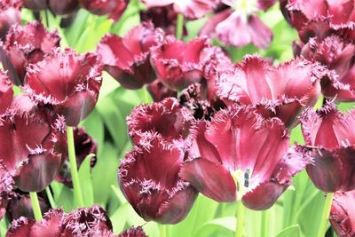 Close-up of maroon tulips blooming outdoors