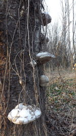 View of trees in forest