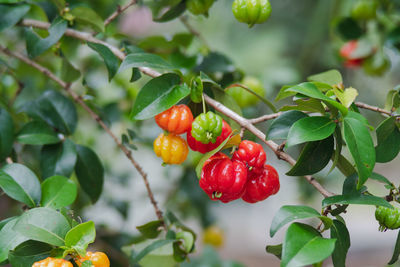 Close-up of red berries growing on tree