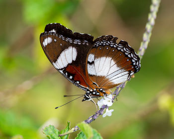 Close-up of butterfly pollinating flower