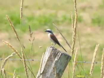 Close-up of bird perching on land