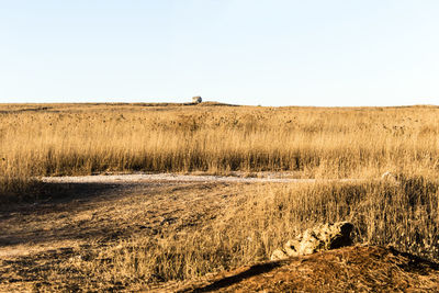 Scenic view of field against clear sky