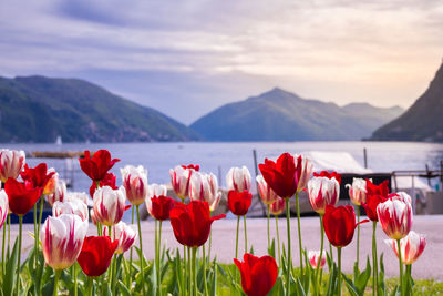 Close-up of red tulips in mountains against sky