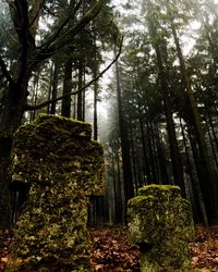 Trees growing in forest