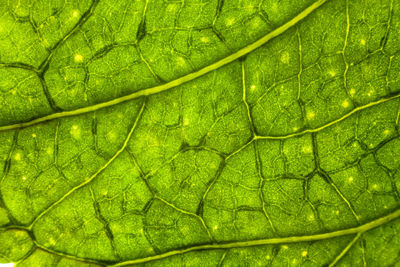 Full frame shot of leaf