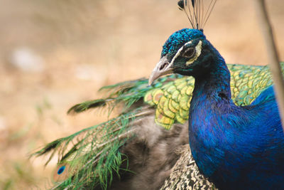 Close-up of a peacock