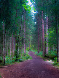 Trees in forest