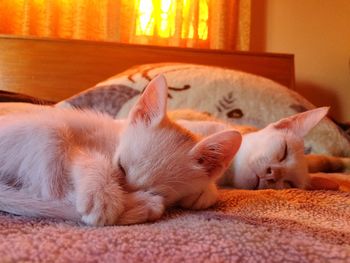 Cat sleeping on bed