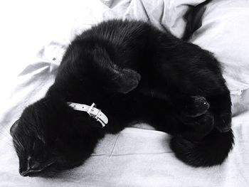 Close-up of a dog sleeping