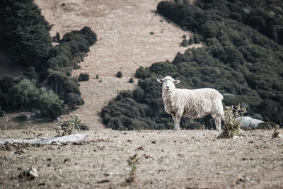 Sheep on field