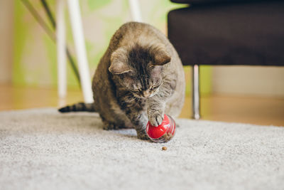 Close-up of cat lying on floor