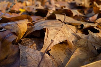 Close-up of dry maple leaves