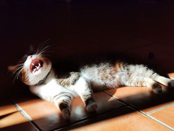 High angle view of cat relaxing on floor