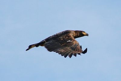 Low angle view of eagle flying against clear sky