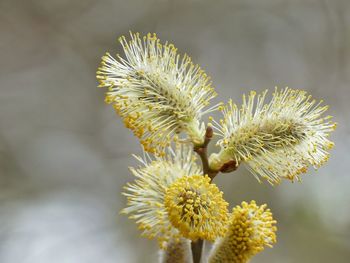 Close-up of yellow flowering plant