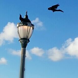 Low angle view of birds flying against clear sky