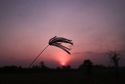 Close-up of silhouette plant against sunset sky