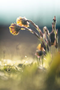 Close-up of yellow flowering plant on field