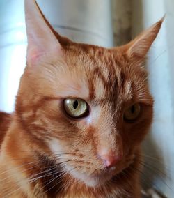 Close-up portrait of a cat