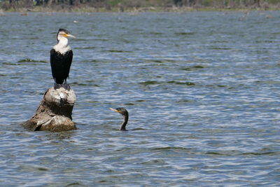 Swan perching in water