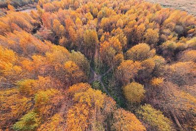 High angle view of autumn trees in forest