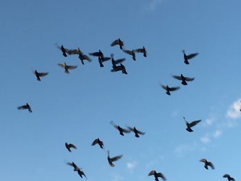 Low angle view of birds flying in the sky