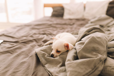 A small lonely sad dog puppy is resting sleeping on the bed in the bedroom waiting for the owner